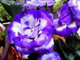 Hortencias azuless - 1