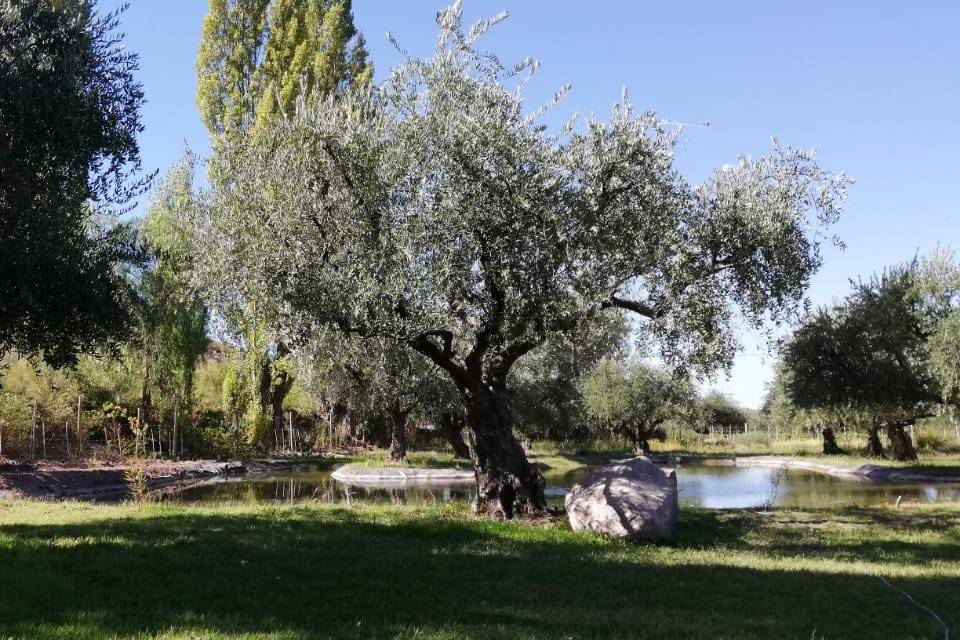Lago olivos