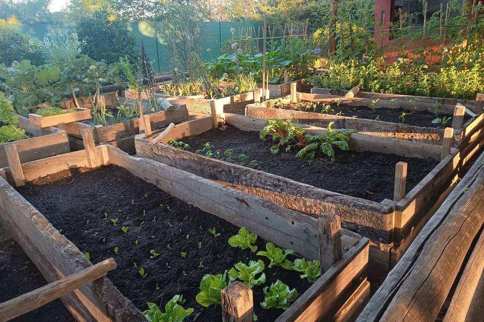 Las verduras de la huerta