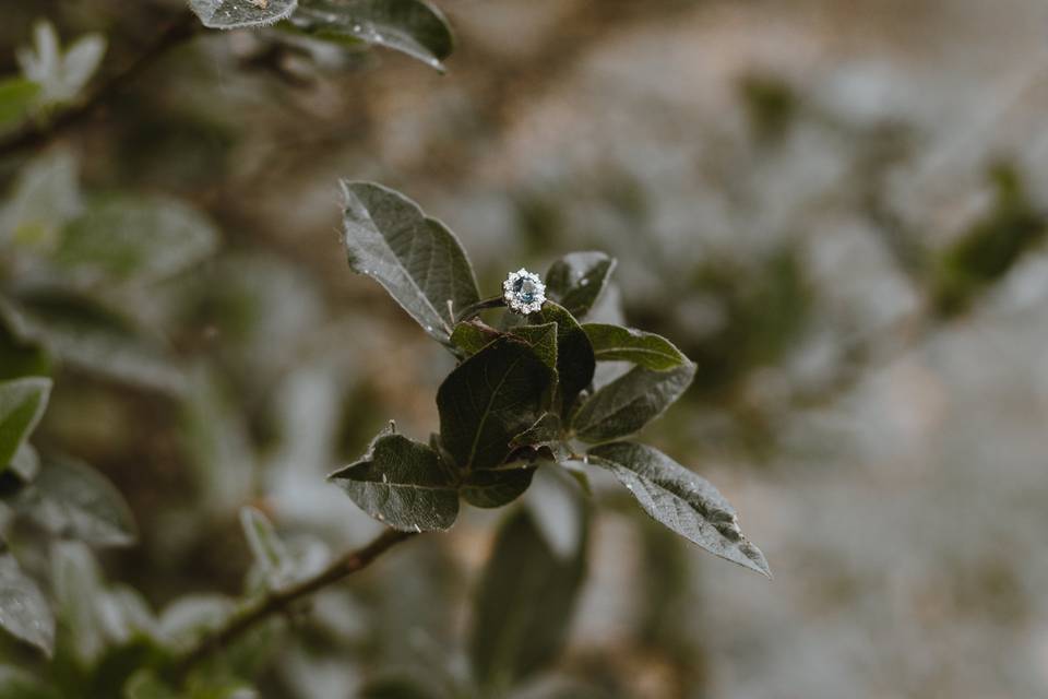 Anillo - Propuesta de boda