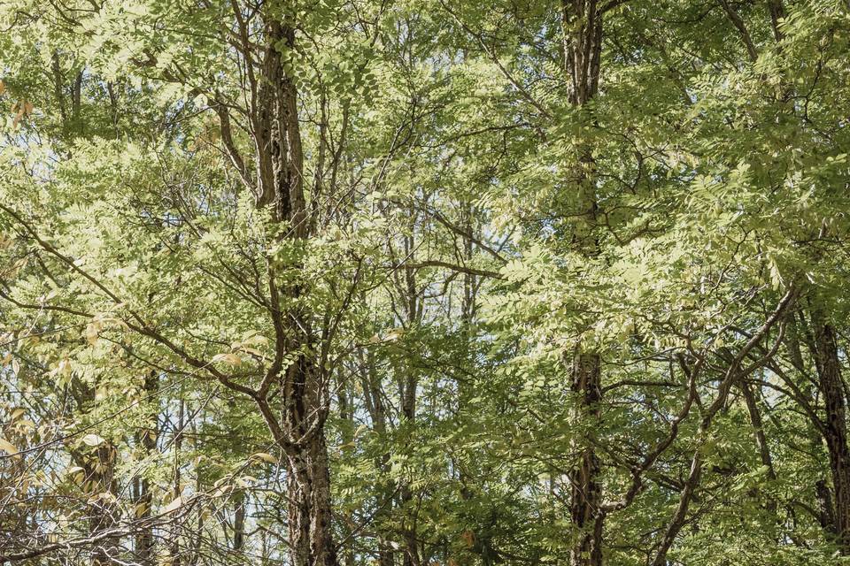 Sendero