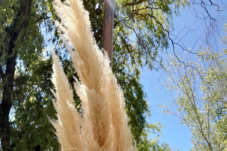 Detalle pampas + cardos