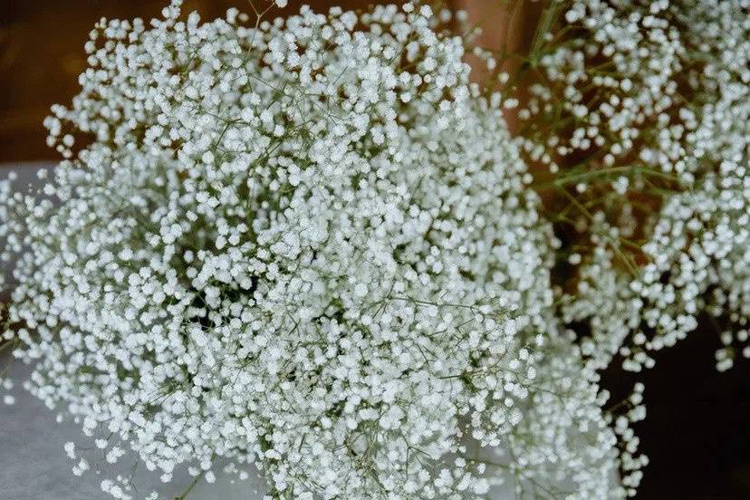 Elena Las Flores