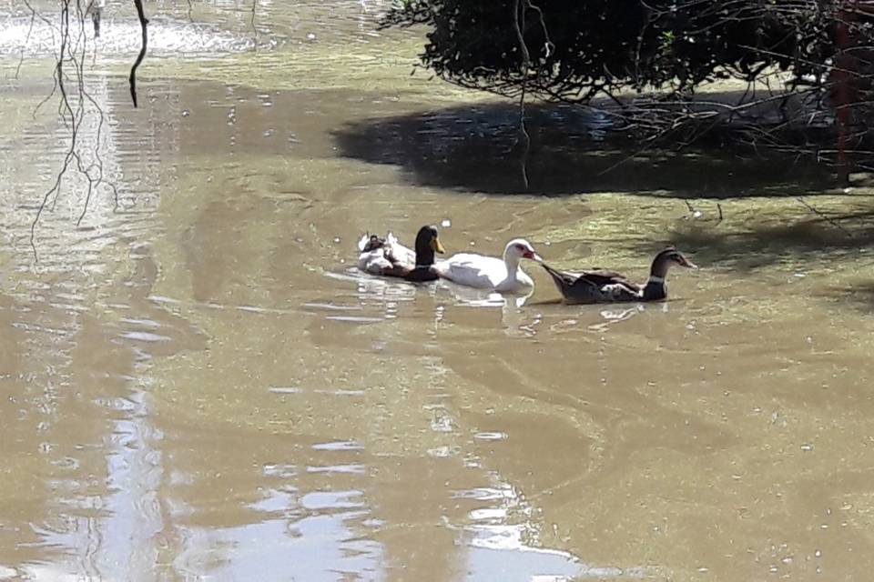 Patos en la laguna