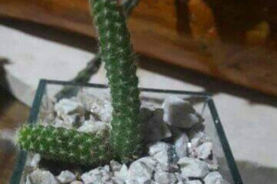 Souvenirs cactus - Vidrio