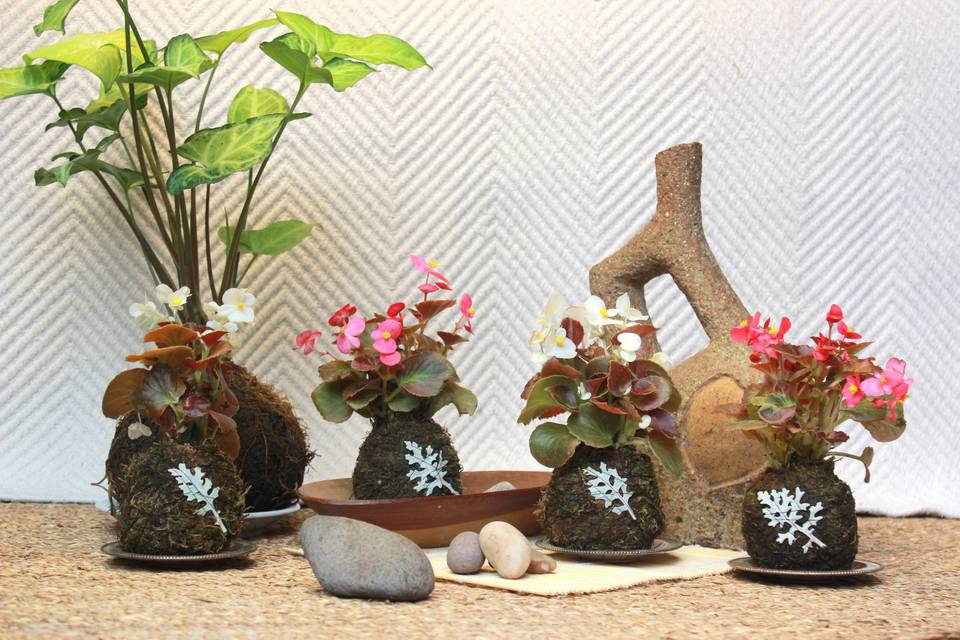 Little kokedama - begonia