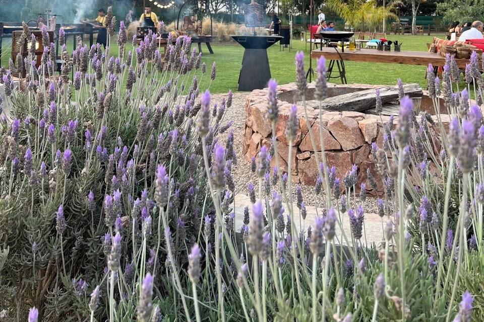 Lavanda en un jardín