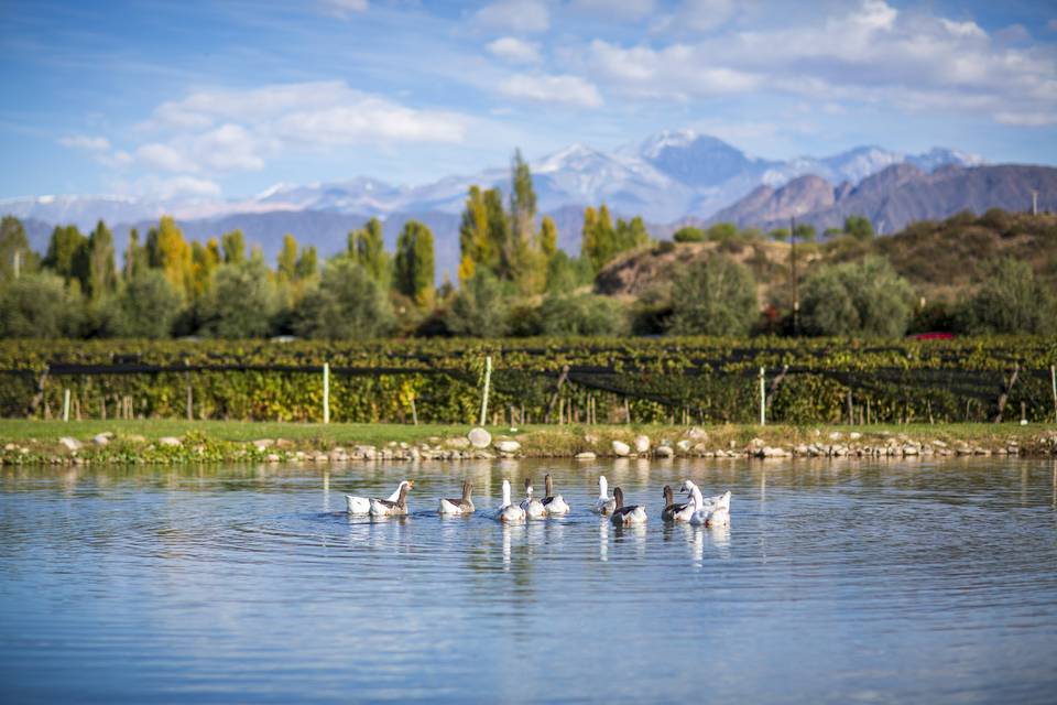 Lago con patos