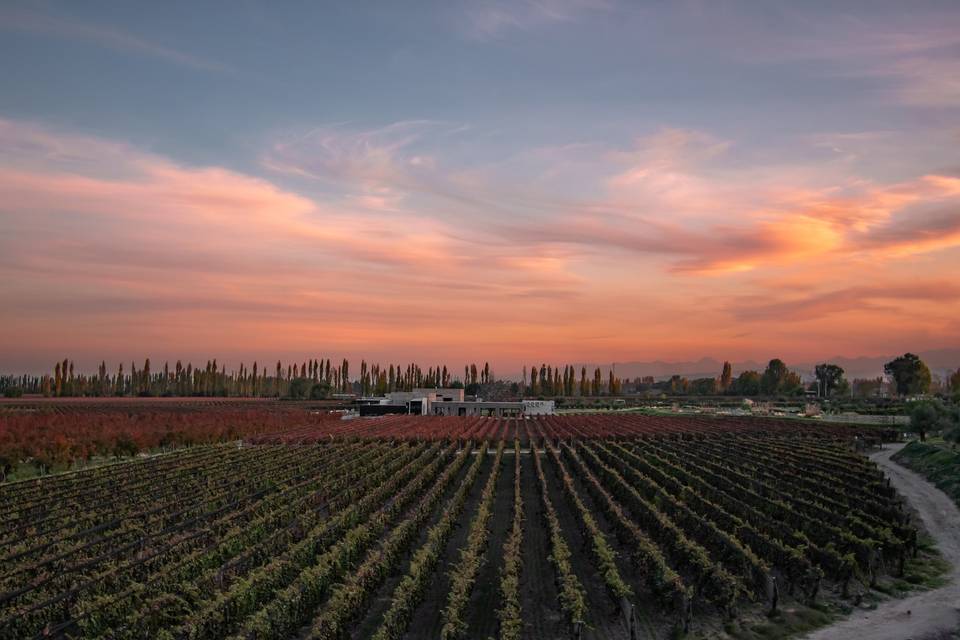 Viñedo al atardecer