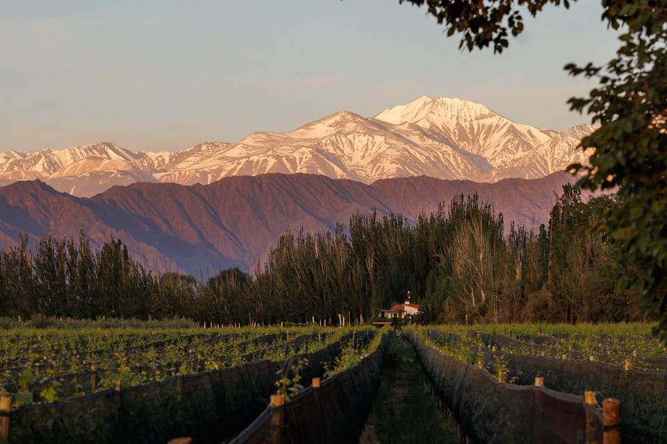 Viñedo con vista a la montaña