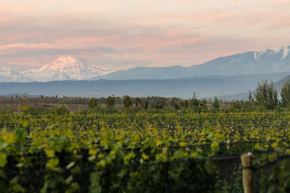 Vistas al viñedo y a las montañas