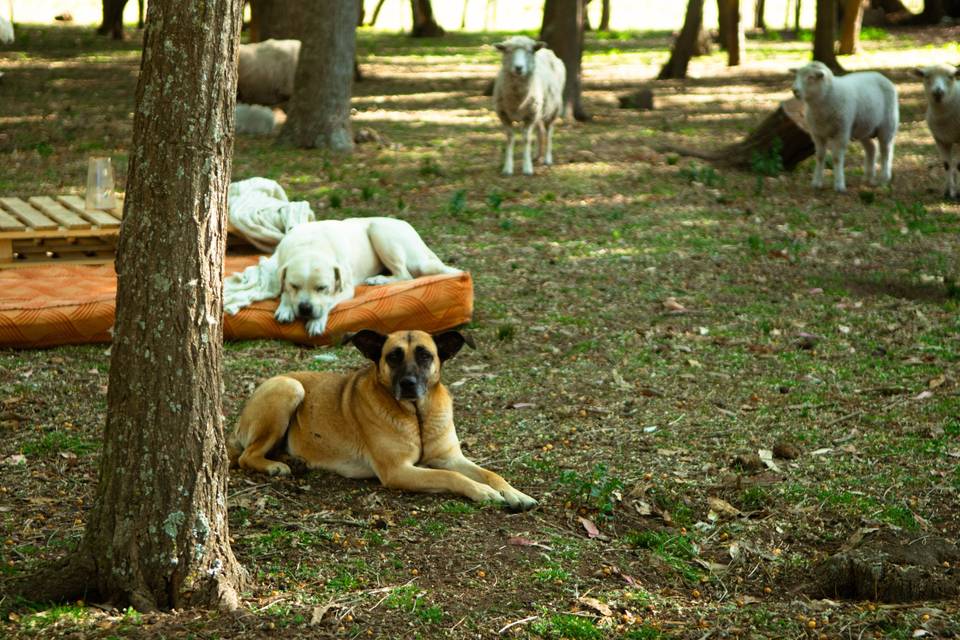 Animales en el bosque