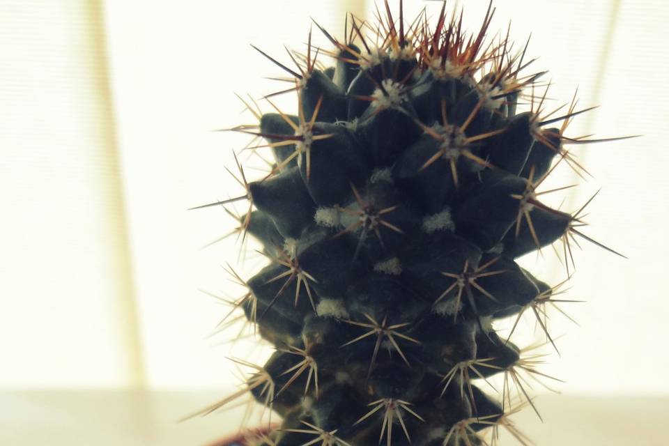 Mini cactus personalizados
