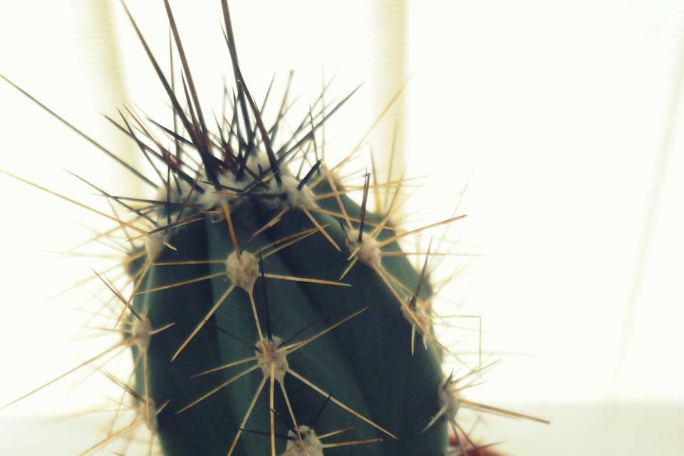 Mini cactus personalizados