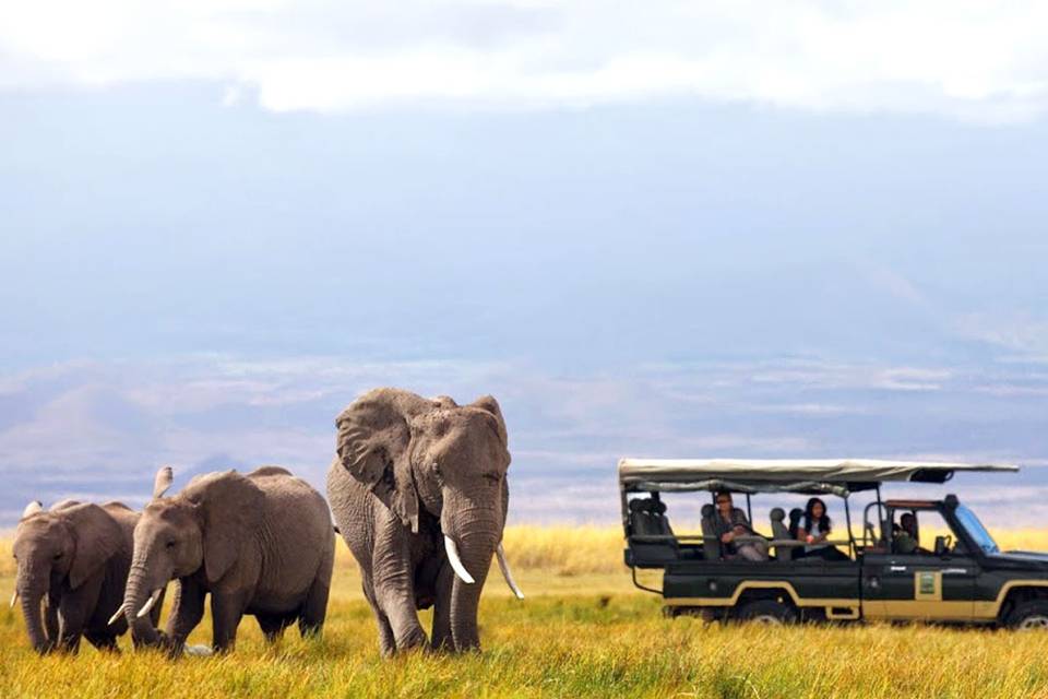 Excursión Safari