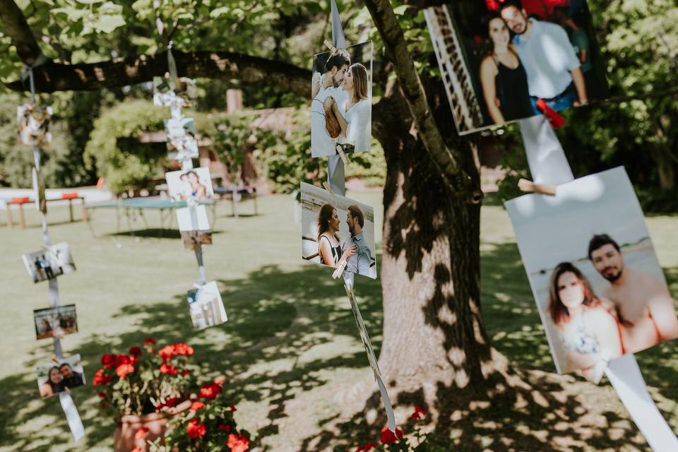 Fotos en árbol boda