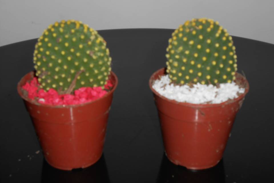Mix cactus y suculentas