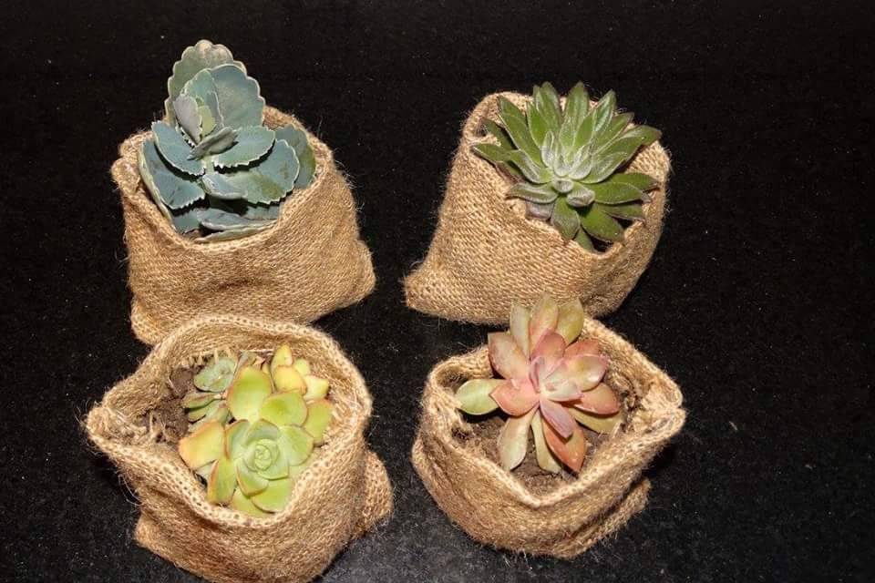 Cactus y suculentas en frascos