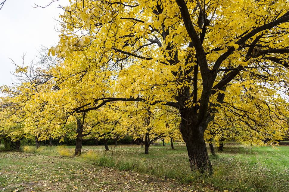 Parque en Otoño