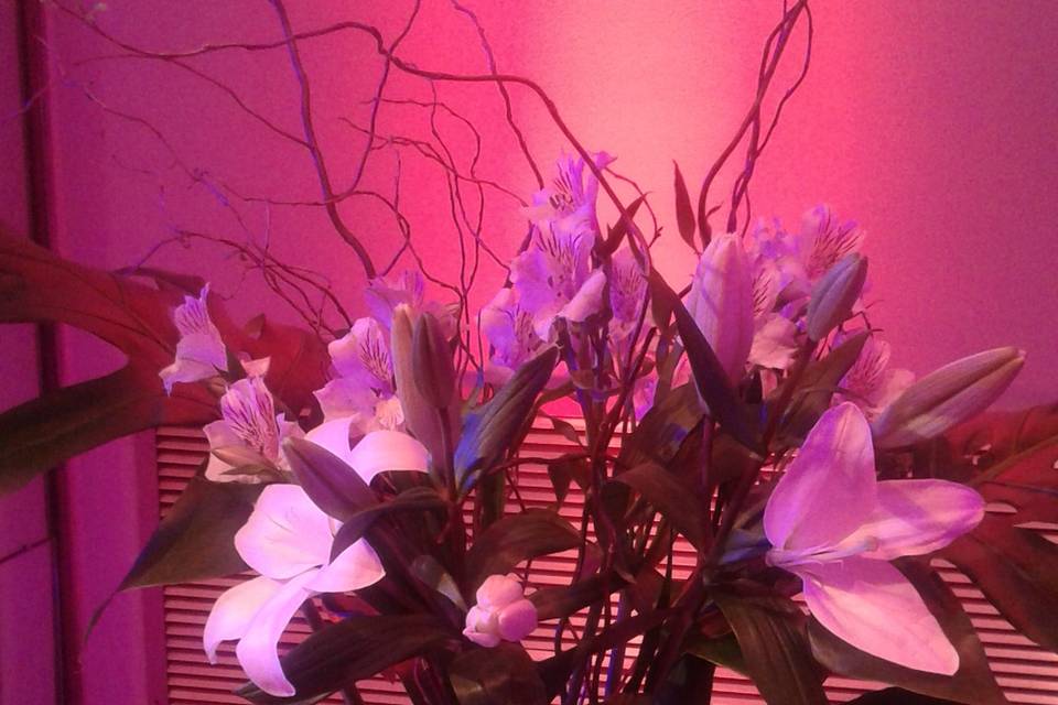 Allegra Flowers